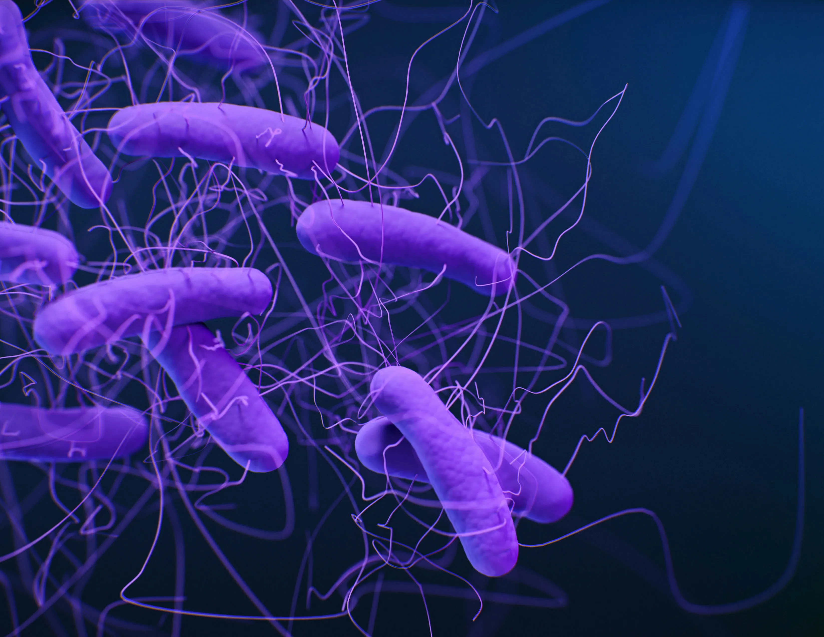 Legionella bacteria seen under a microscope